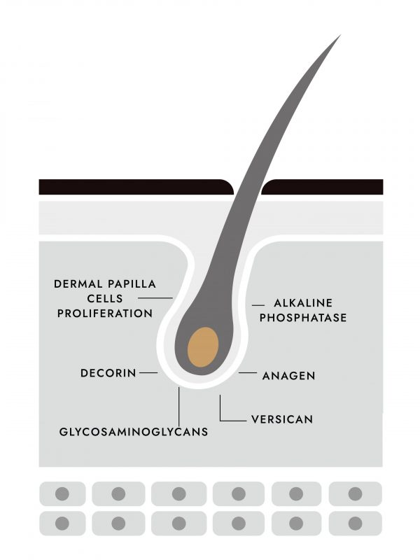 Hair follicle Diagram - ANAGEN-01